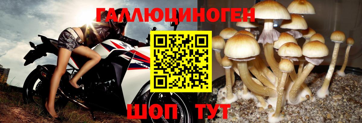 Галлюциногенные грибы Psilocybe Коммунар